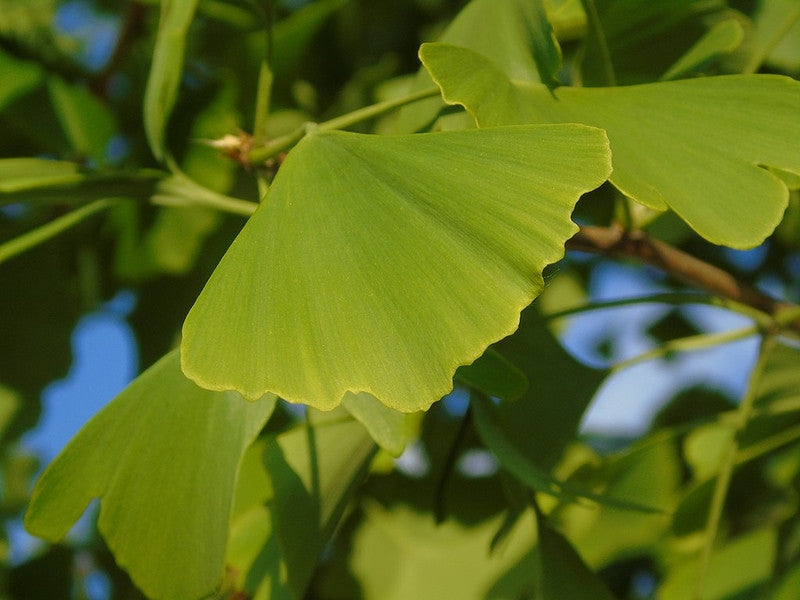 Japanse notenboom (Ginkgo biloba)