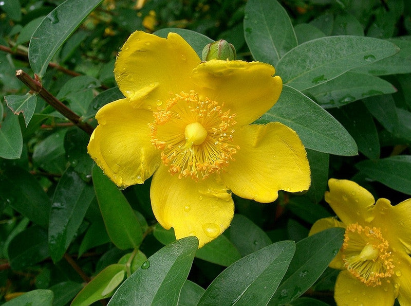 Hypericum 'Hidcote'