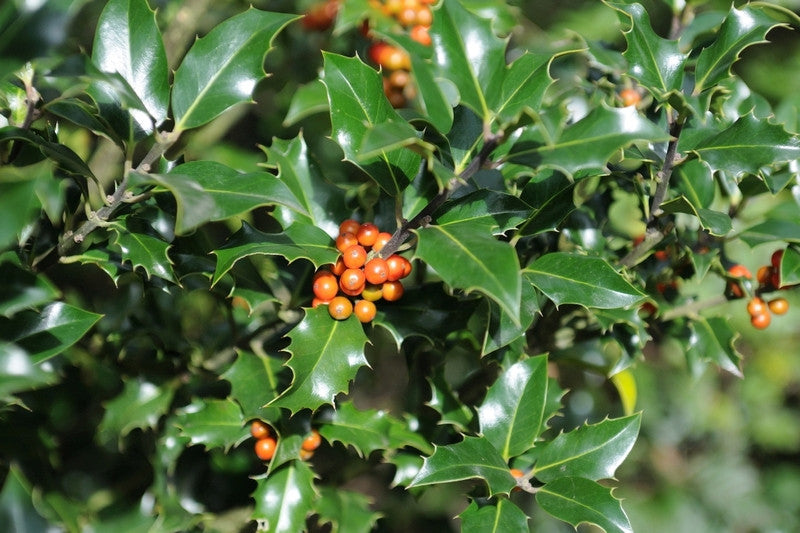Ilex aquifolium