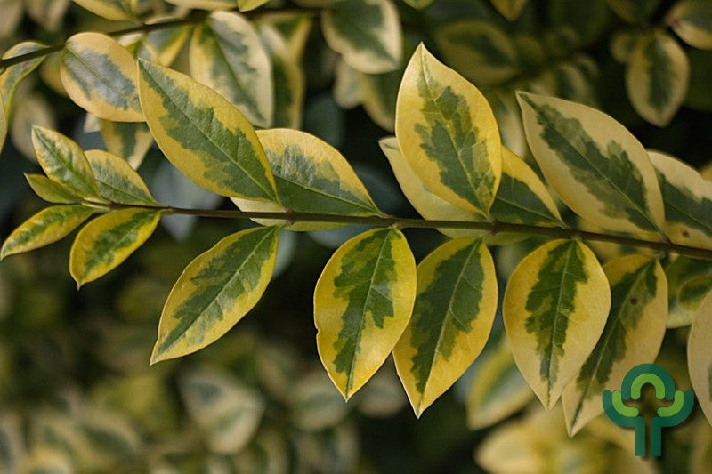 Ligustrum ovalifolium 'Aureum'
