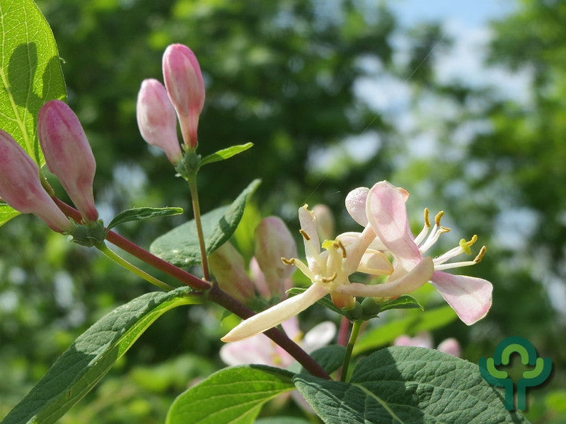 Lonicera tatarica