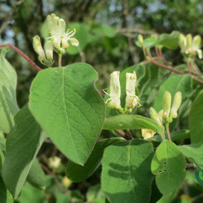 Lonicera xylosteum
