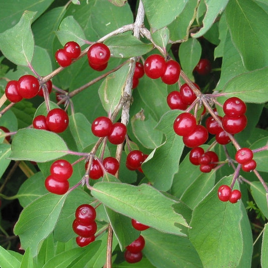 Lonicera xylosteum
