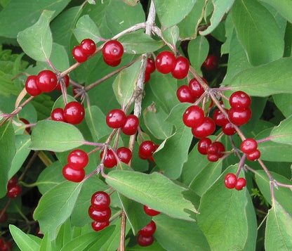 Lonicera xylosteum
