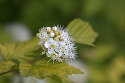 Physocarpus opulifolius 'Dart's Gold'