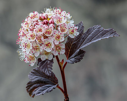 Physocarpus opulifolius 'Diabolo'