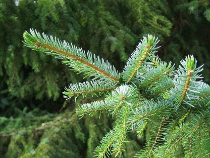 Servische spar (Picea omorika)
