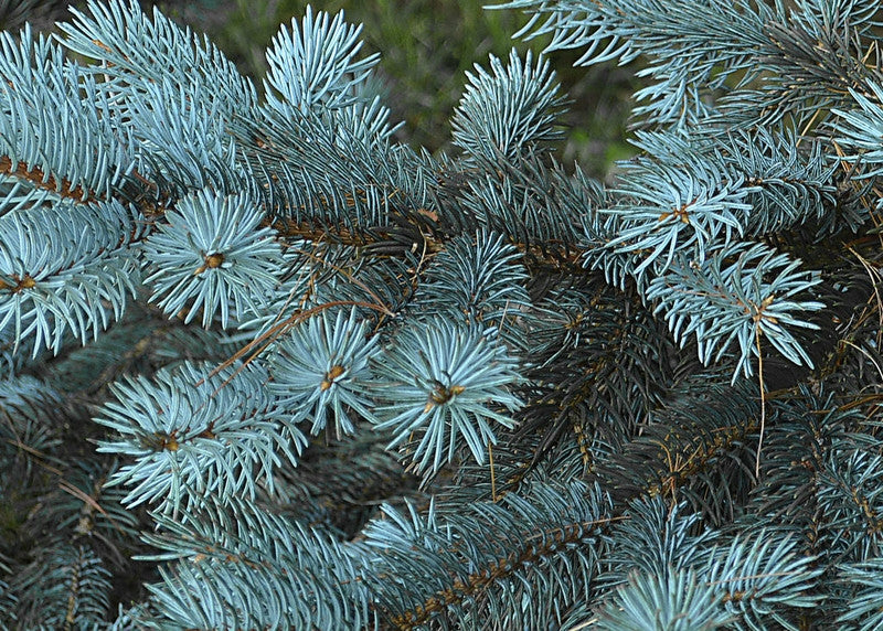 Blauwspar (Picea pungens glauca)