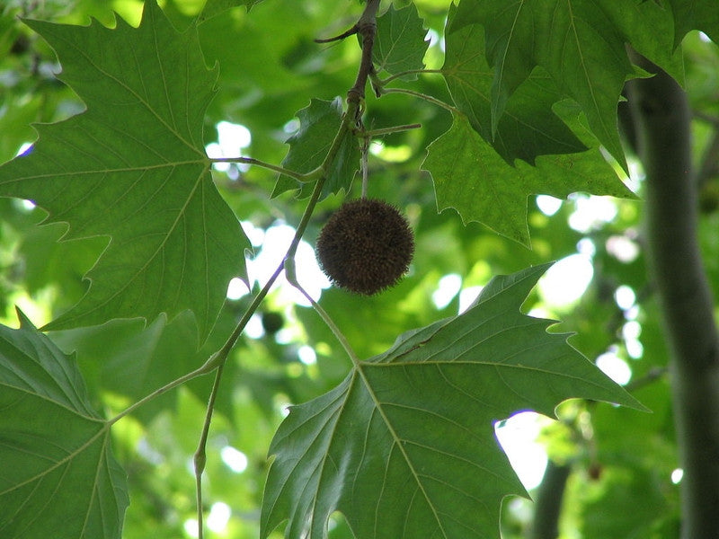 Platanus hispanica
