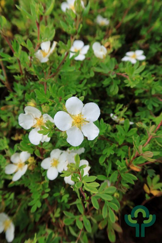 Potentilla fruticosa 'Abbotswood'