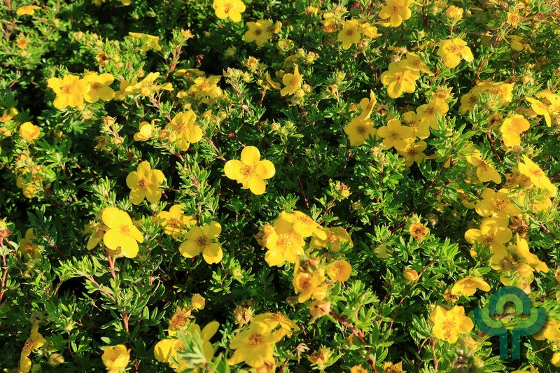 Potentilla fruticosa 'Goldfinger'