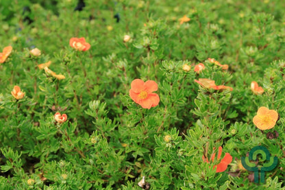 Potentilla fruticosa 'Red Ace'