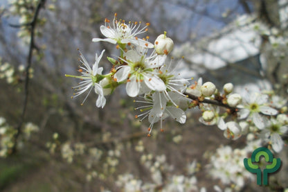 Prunus spinosa