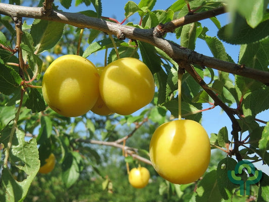 Prunus cerasifera