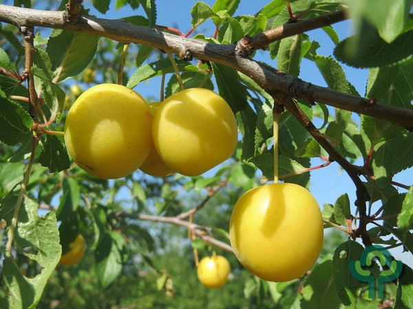 Prunus cerasifera