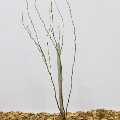 Rosa canina
