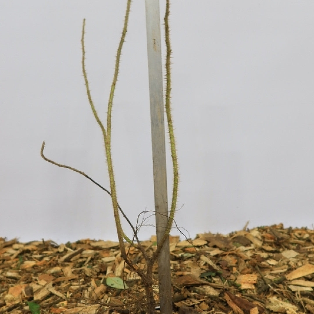 Rosa rugosa 'Alba'