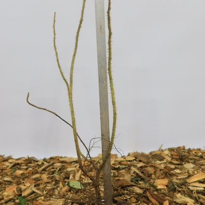 Rosa rugosa 'Alba'