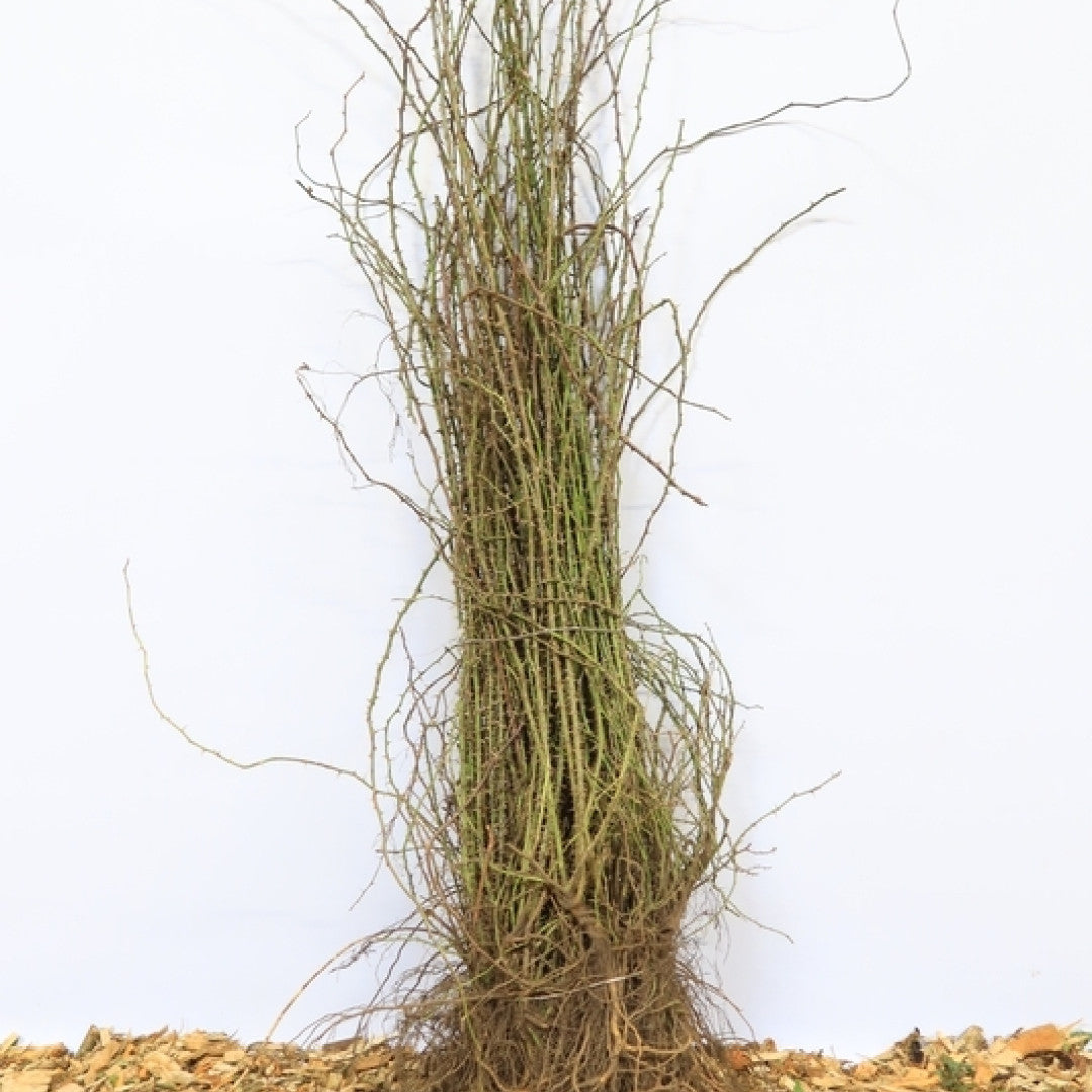Rosa rubiginosa