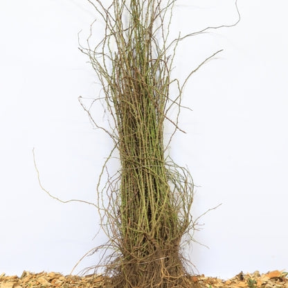 Rosa rubiginosa
