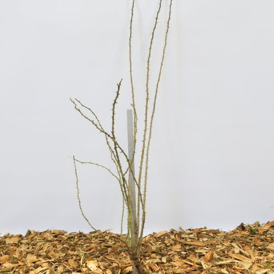 Rosa rubiginosa