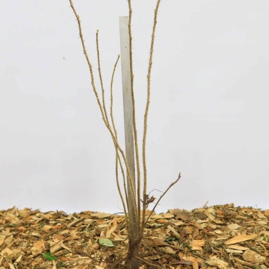Rosa rugosa