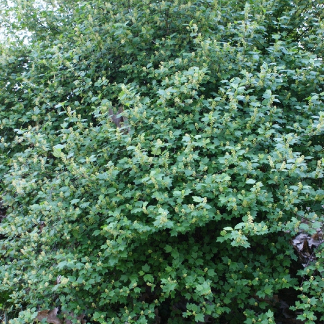 Ribes alpinum