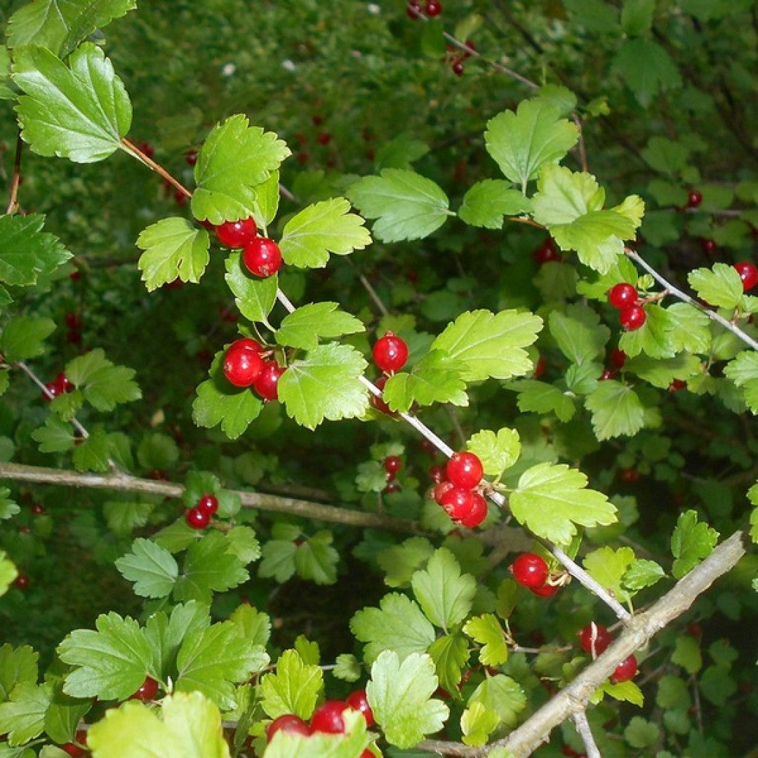 Ribes alpinum