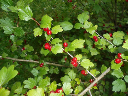 Ribes alpinum