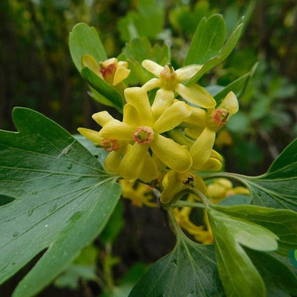 Ribes odoratum