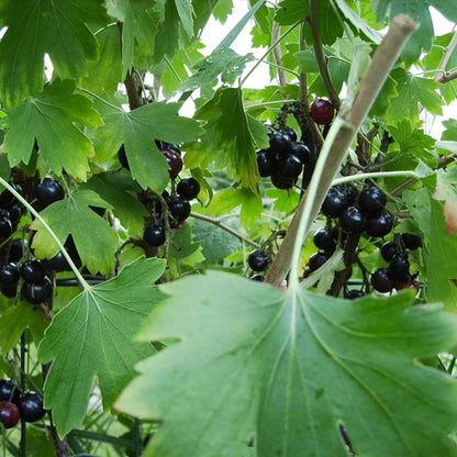 Ribes odoratum