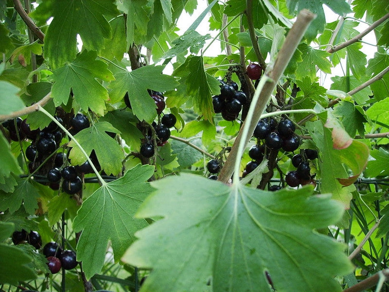 Ribes odoratum