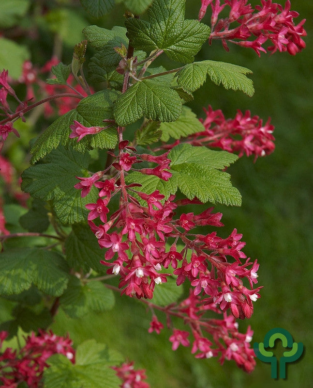 Ribes sanguineum 'King Edward VII'