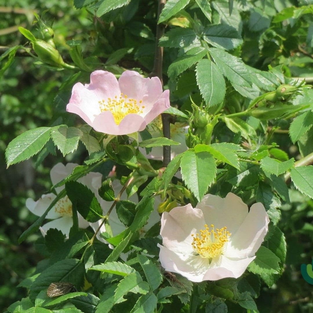 Rosa canina