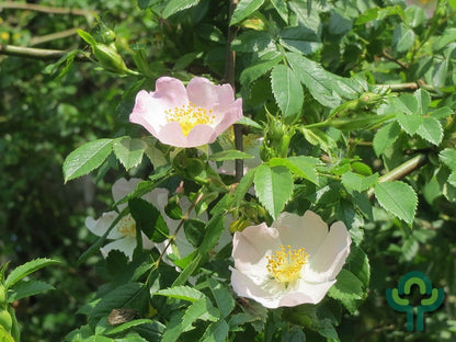 Rosa canina