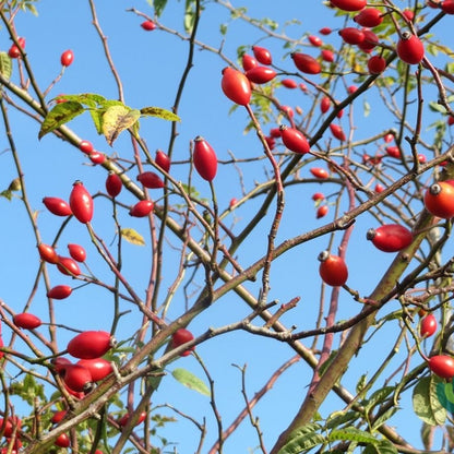 Rosa canina