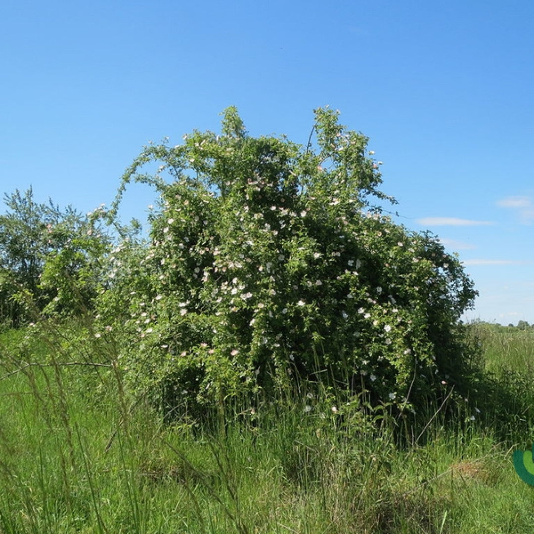 Rosa canina