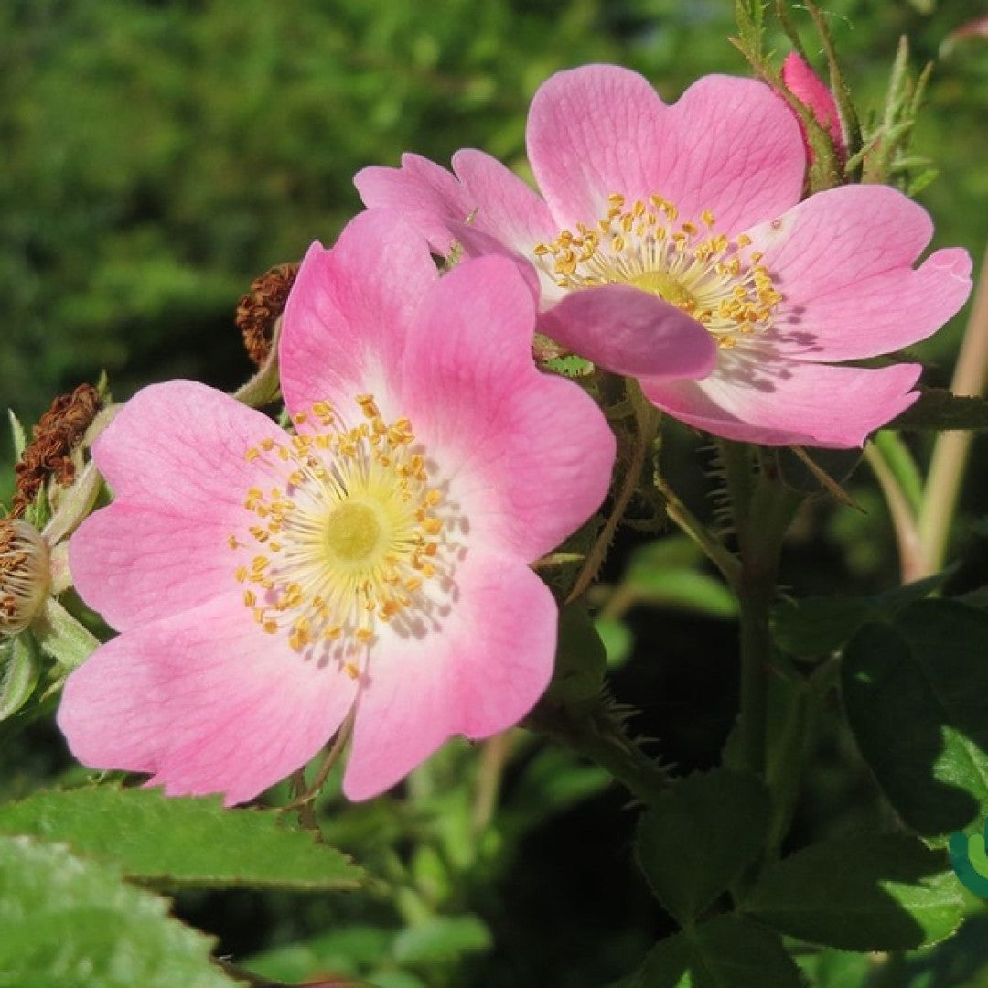 Rosa rubiginosa