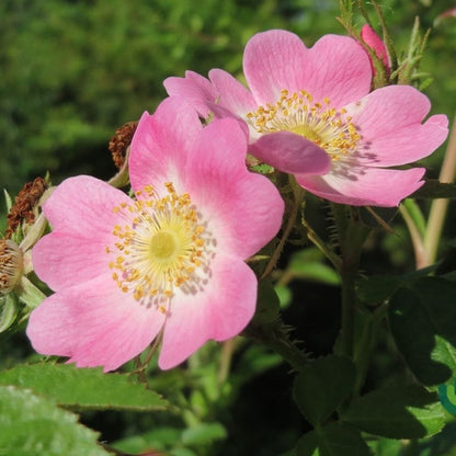 Rosa rubiginosa