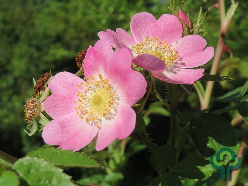 Rosa rubiginosa