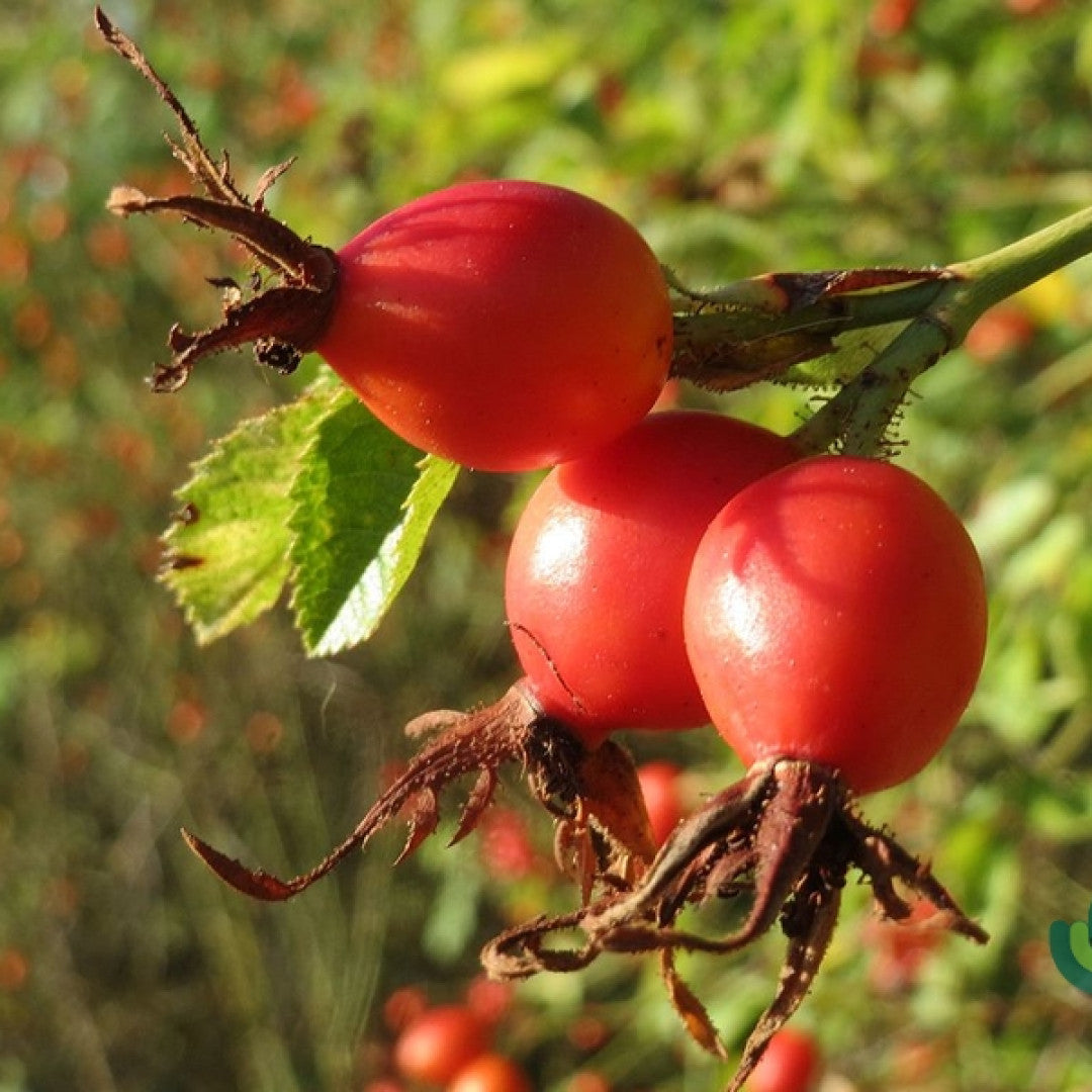Rosa rubiginosa