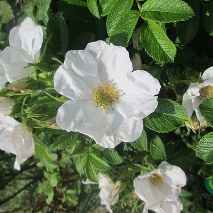 Rosa rugosa 'Alba'
