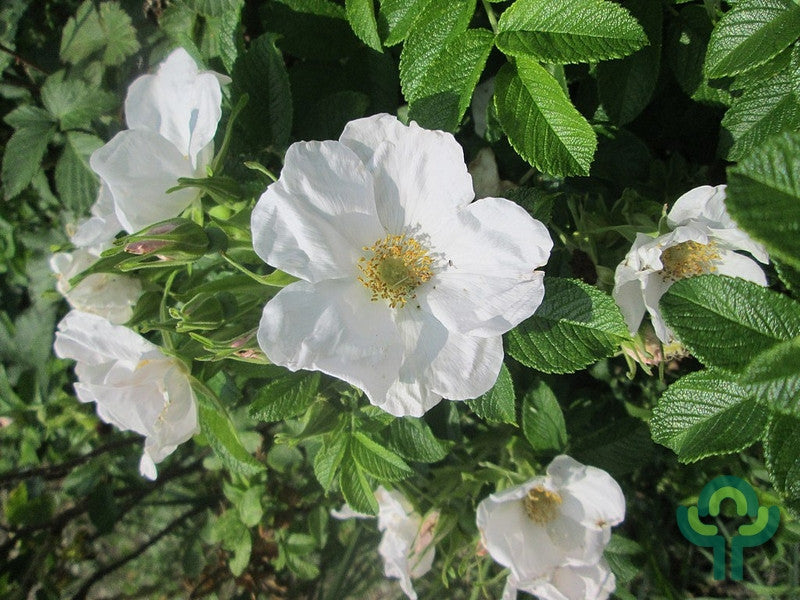 Rosa rugosa 'Alba'