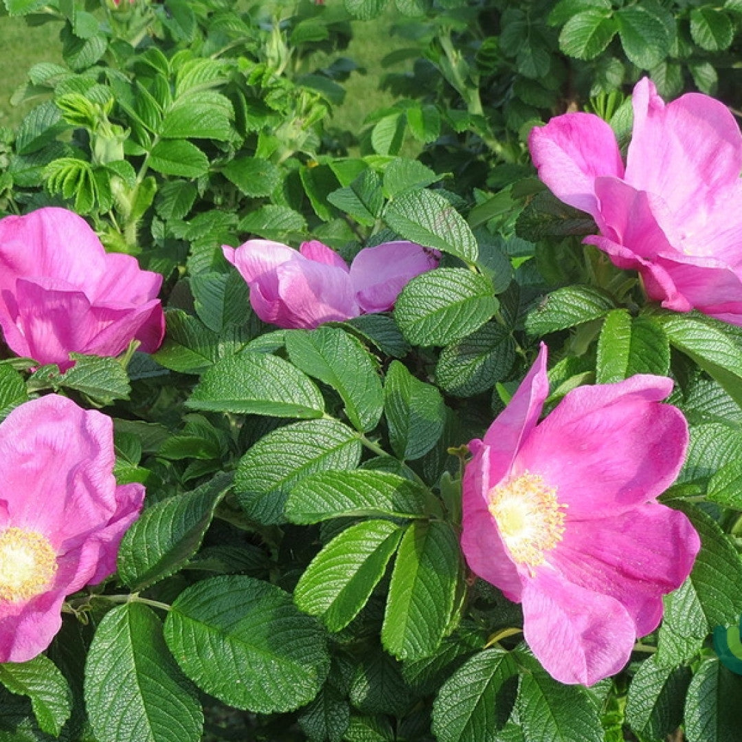 Rosa rugosa