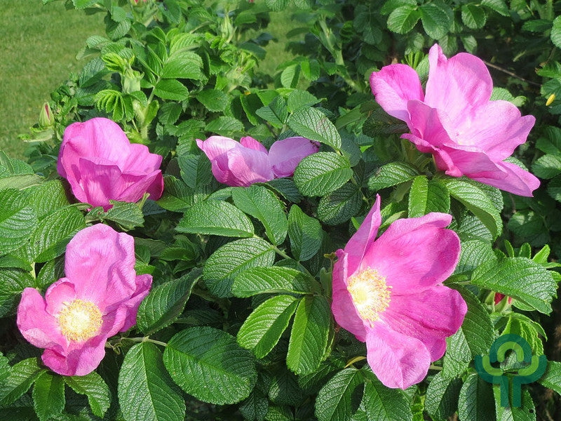 Rosa rugosa