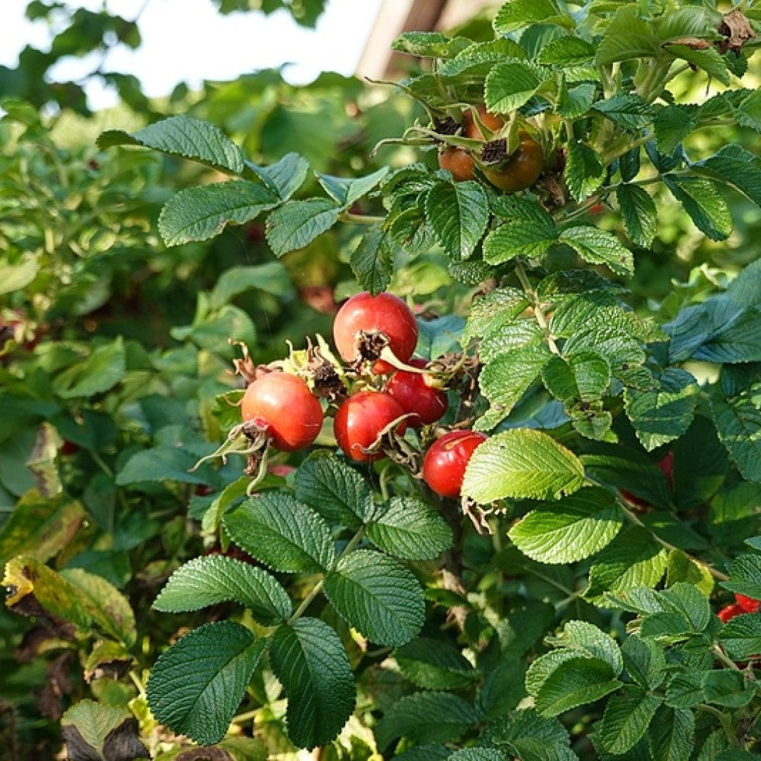 Rosa rugosa