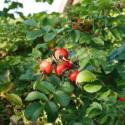 Rosa rugosa