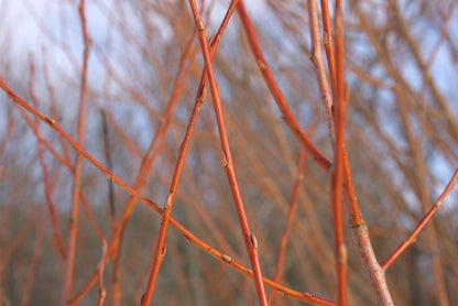 Salix alba 'Chermesina'