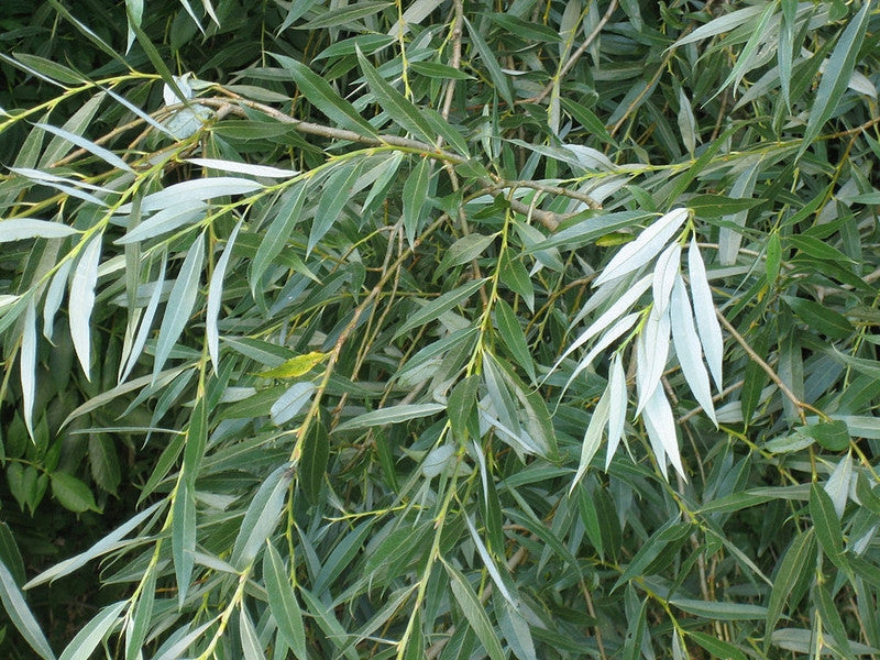 Wilg (Salix alba)