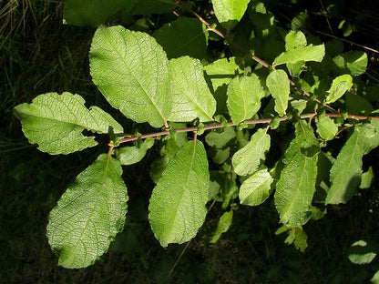 Salix aurita